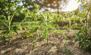 planta de tomate