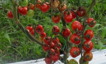 Tomate tipo cereza